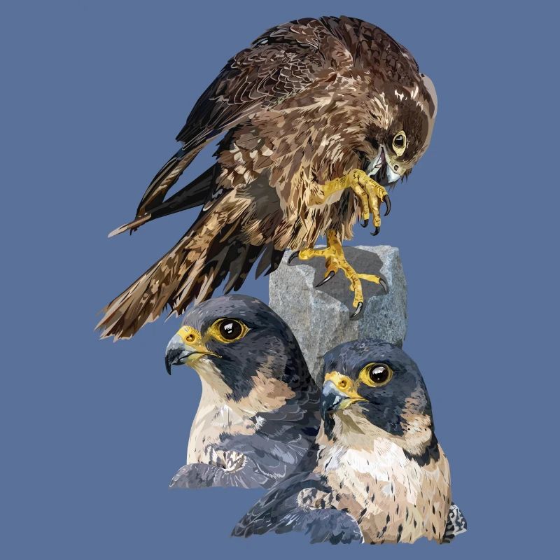 Wanderfalken