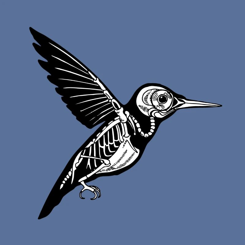Kolibri Skelett