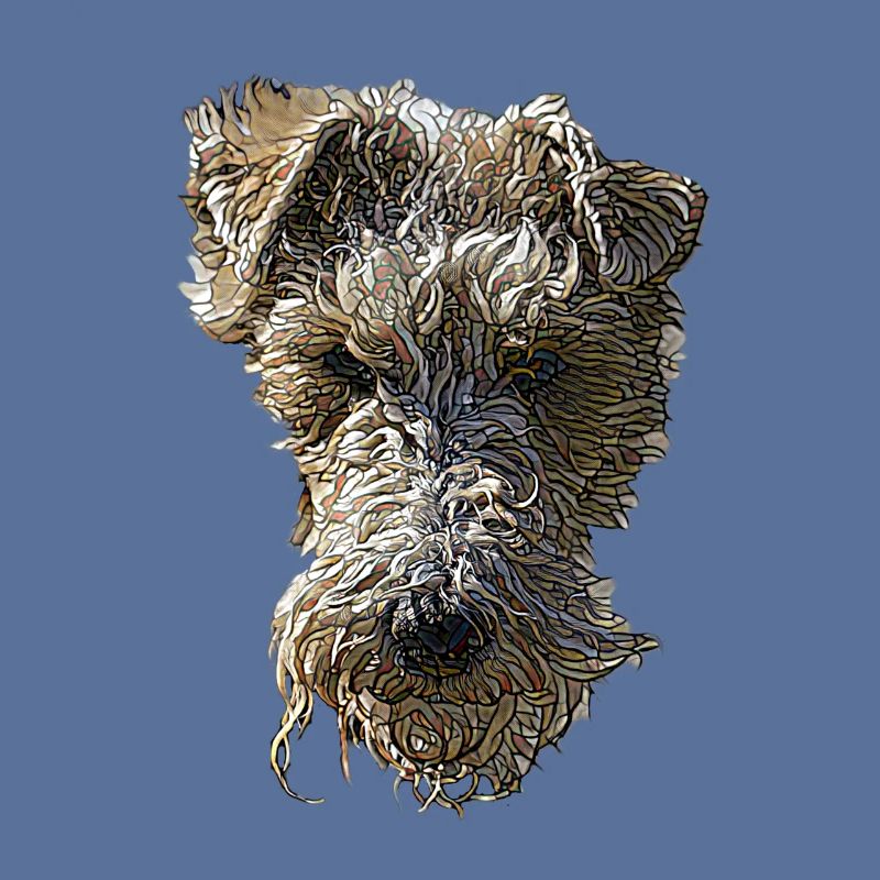 Foxterrier Gesicht