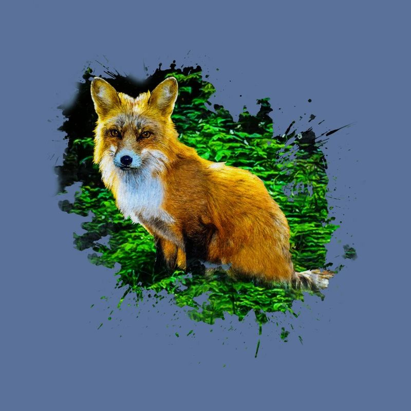 Predator Red Fox Fox Lover Fox