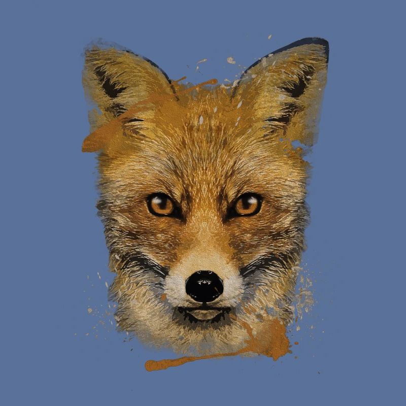 Predator Red Fox Fox Lover Fox