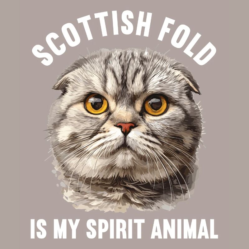 Scottish Fold Kätzchen Scottish Fold Katze
