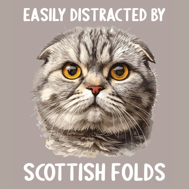 Scottish Fold Kitten Scottish Fold Cat