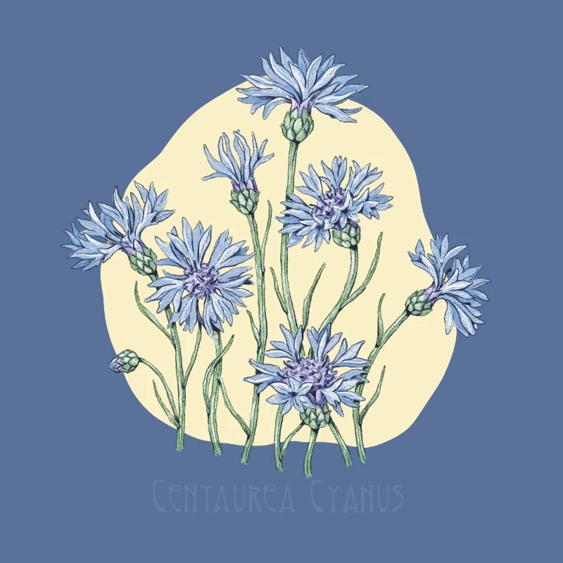 cornflower, botanical drawing