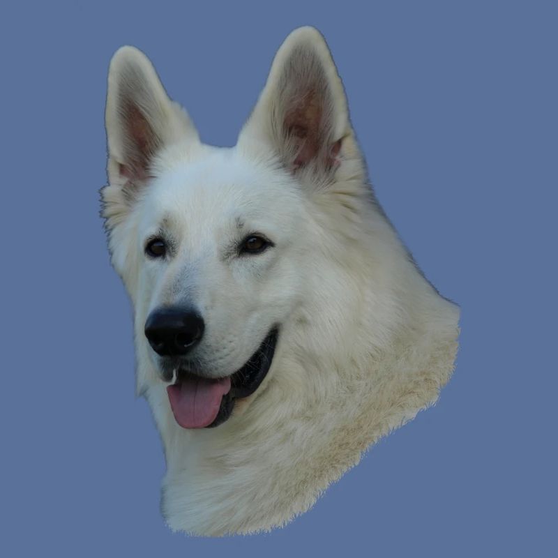 Weißer Schäferhundkopf