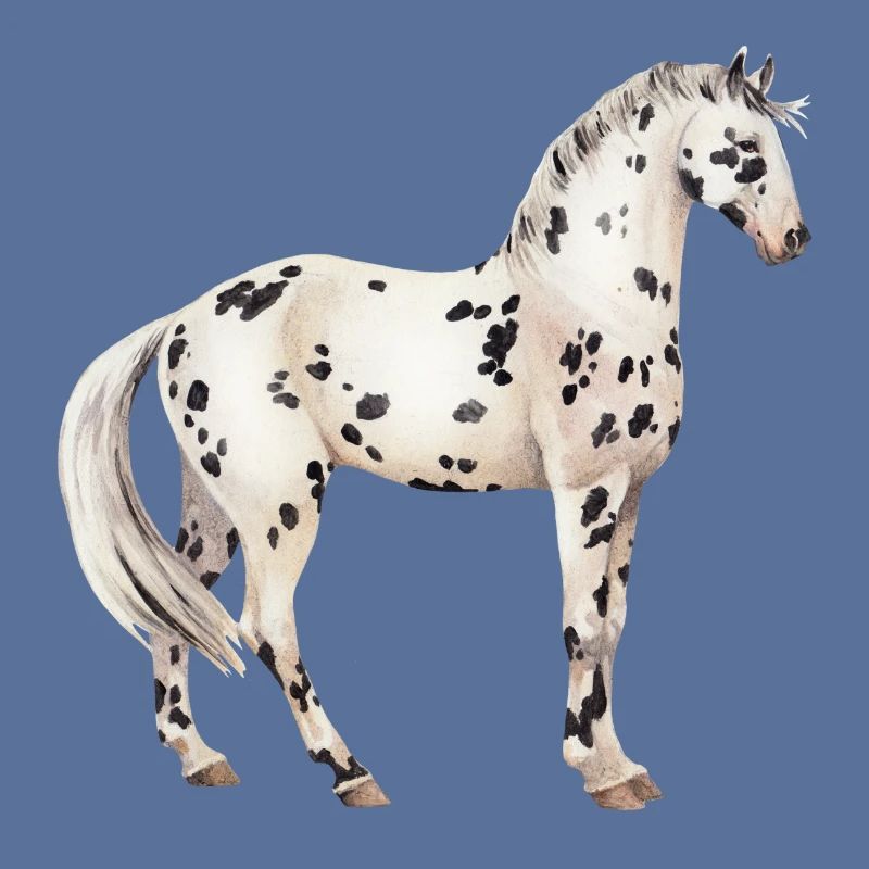 Knabstrupper
