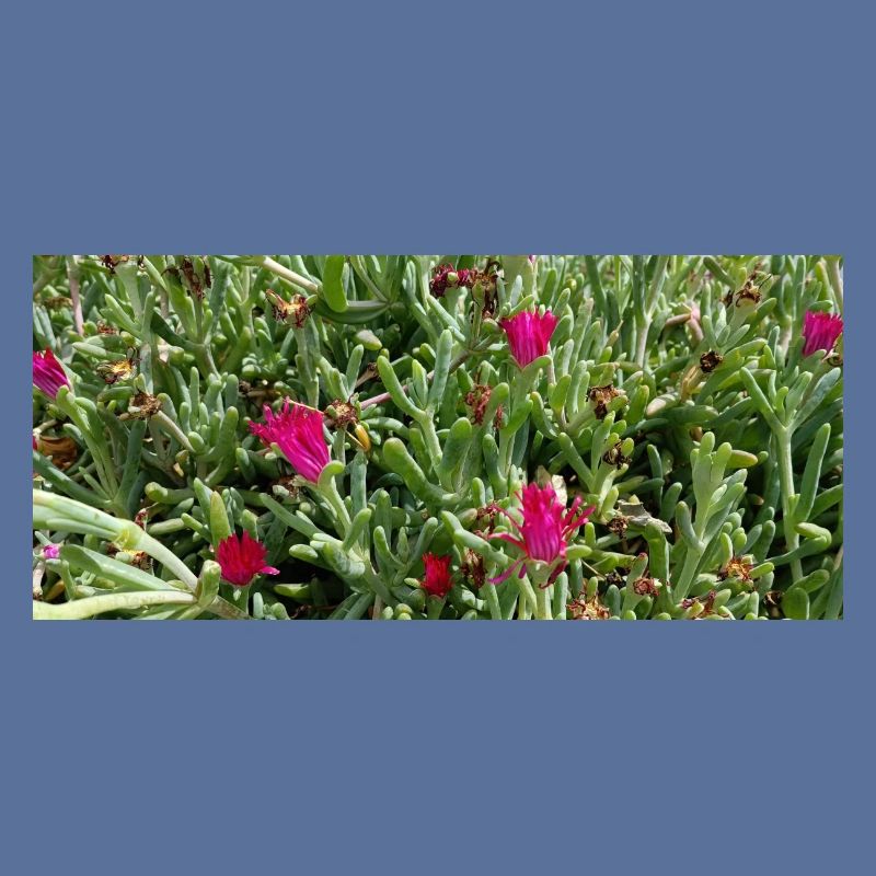 Flore gorgeuse canarienne