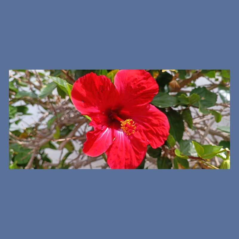 Kanarische Blume
