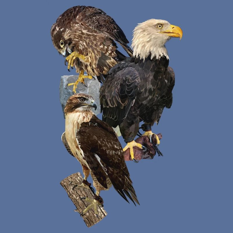Raubvogel