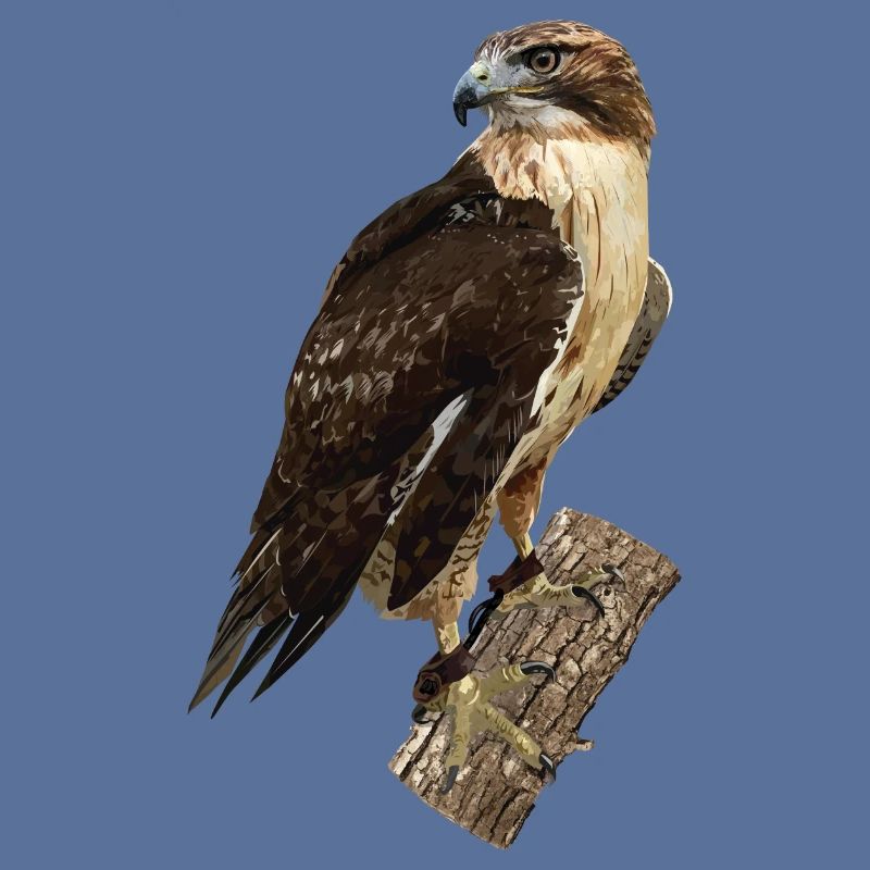 Kohlbrei