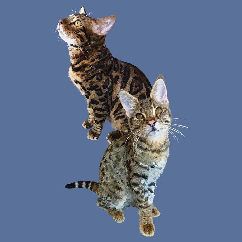 Tabby