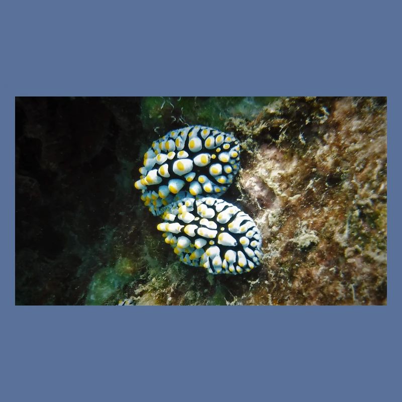 NACKTSCHNECKE