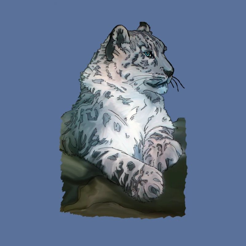 Snow leopard lying
