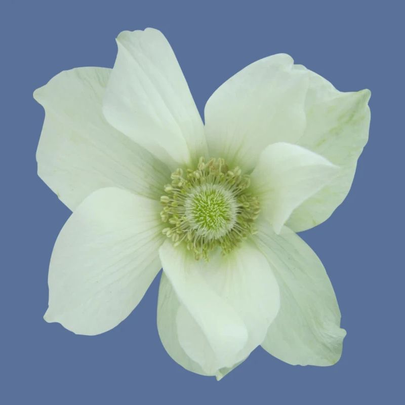 Flower de