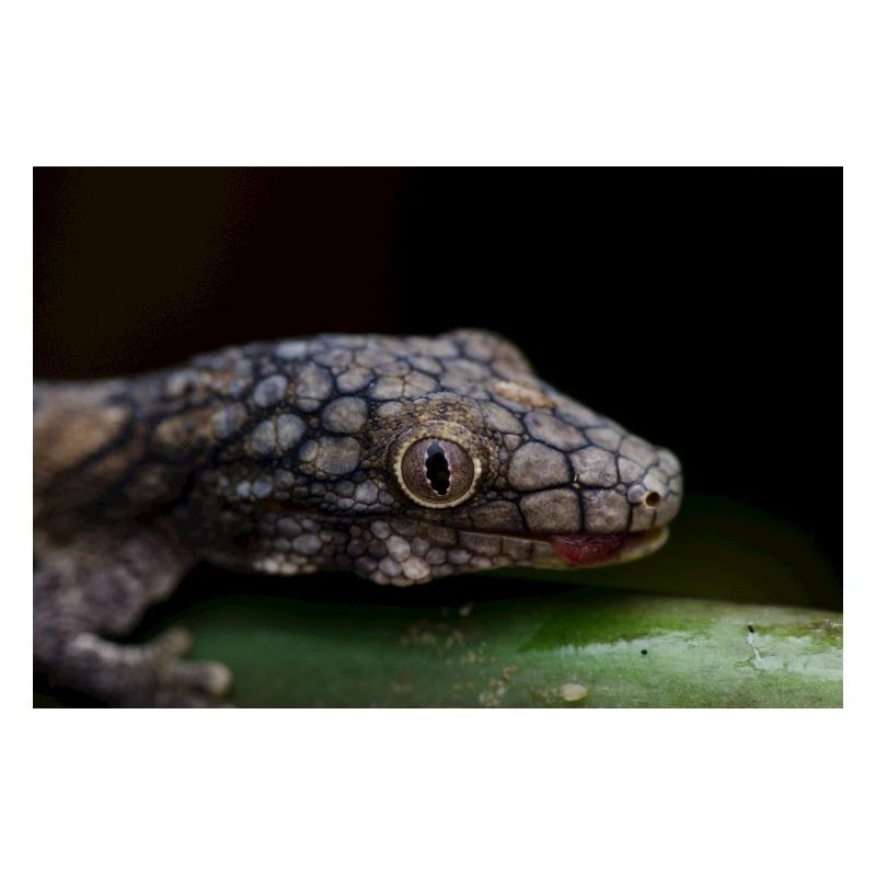 Eurydactylodes symmetricus