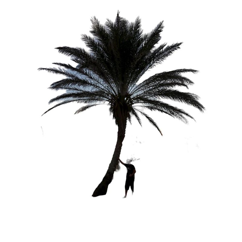 Palme