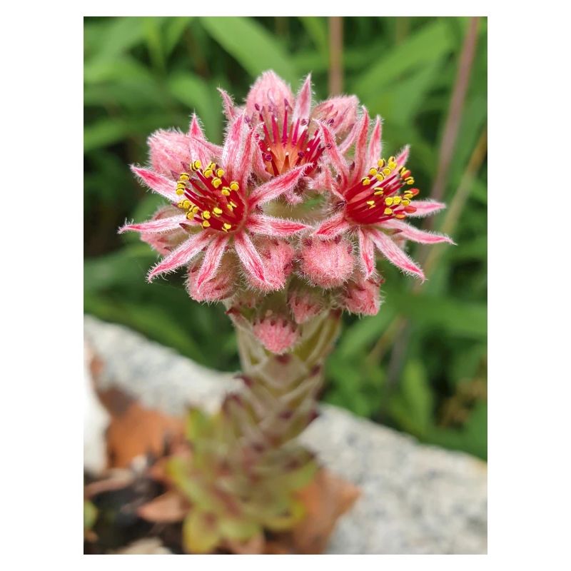 liveforever also hen and chicks Sempervivum