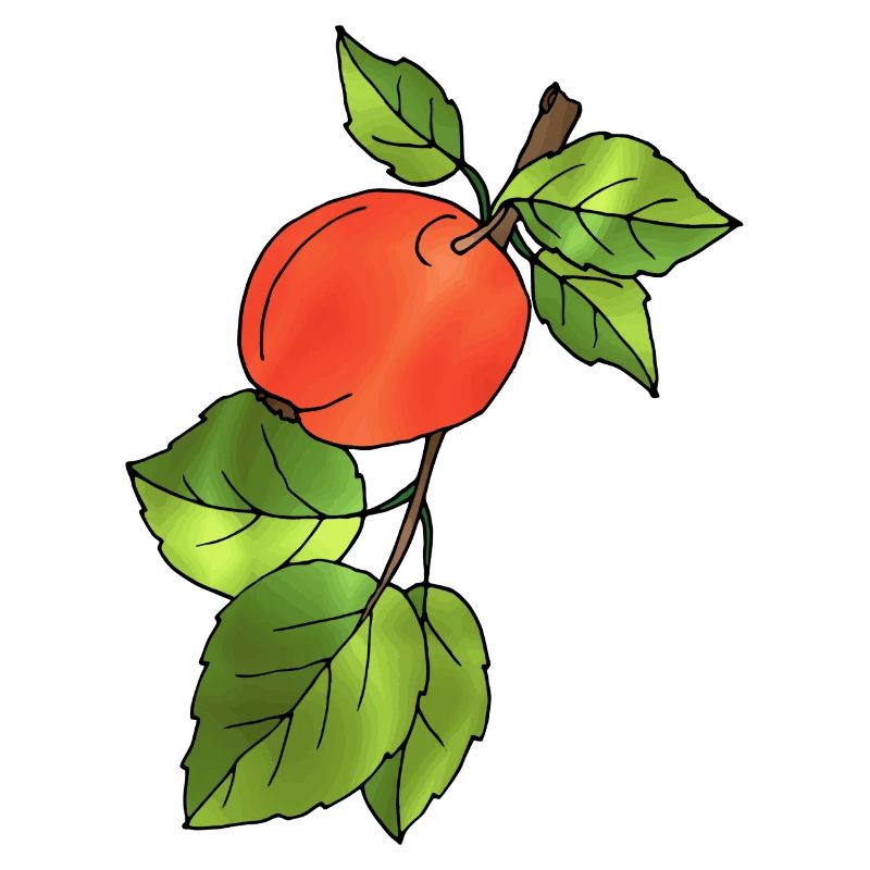 Pomme