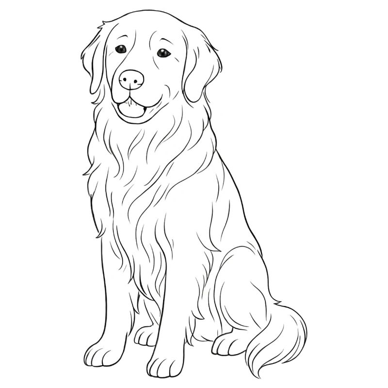 Golden Retriever Hund