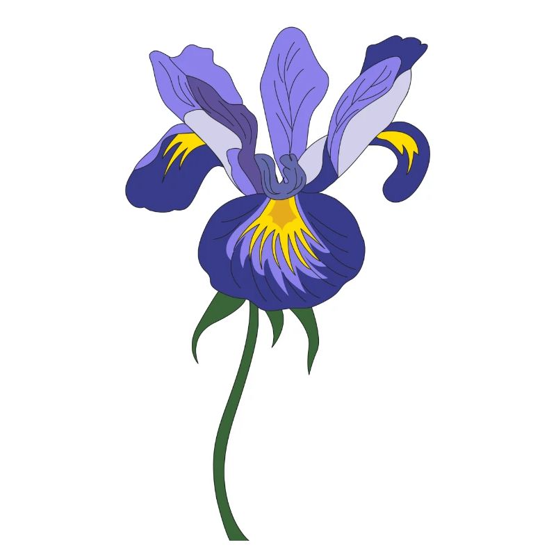 iris fleur
