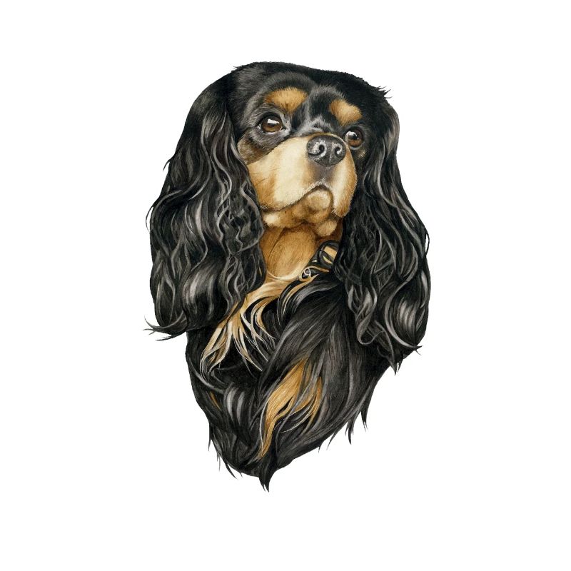 Black and Tan Cavalier