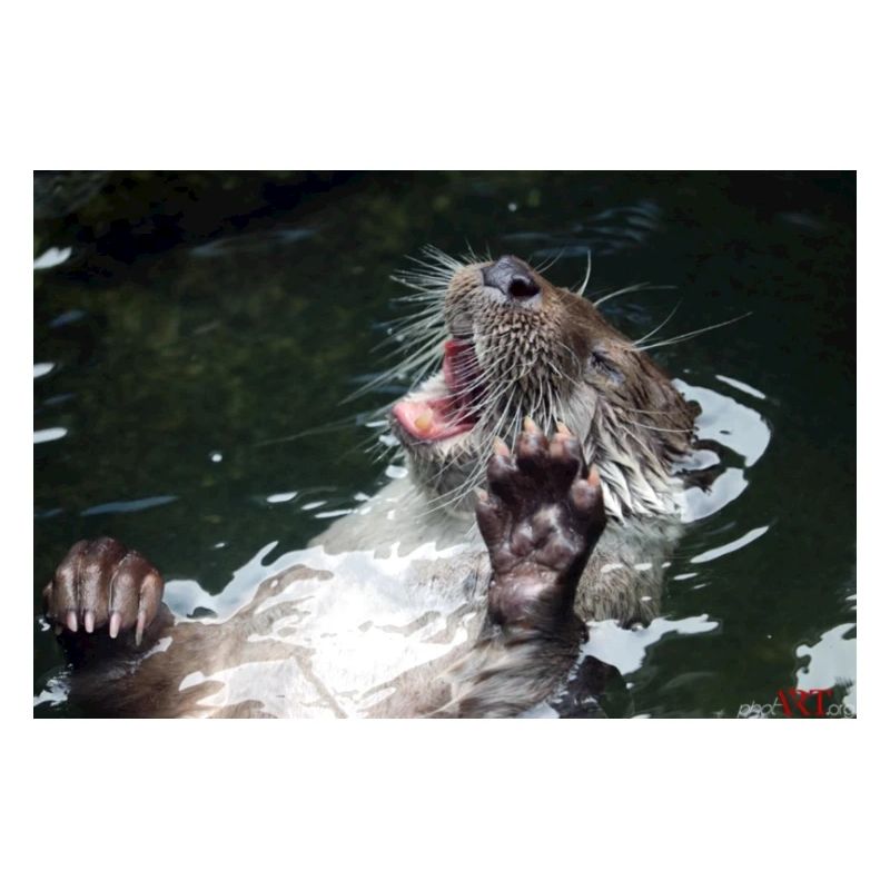 Otter