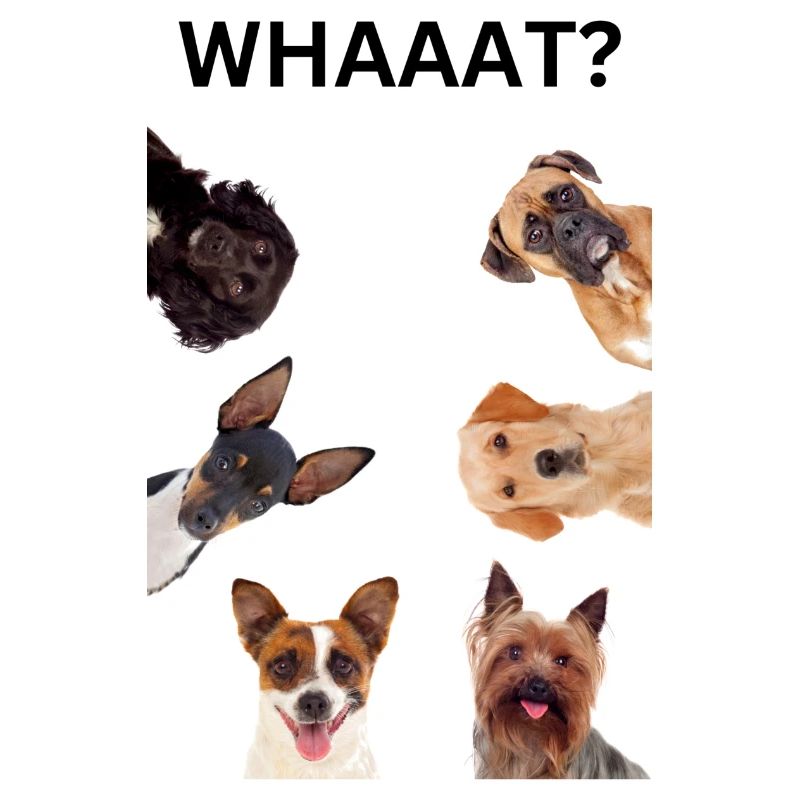 Funny Dogs