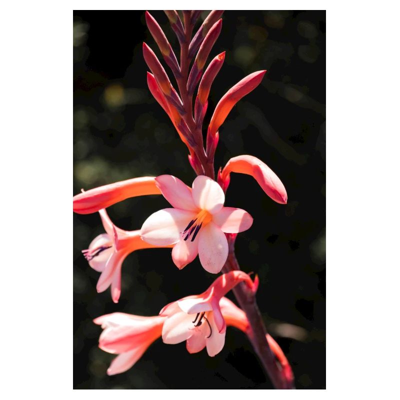 Blume