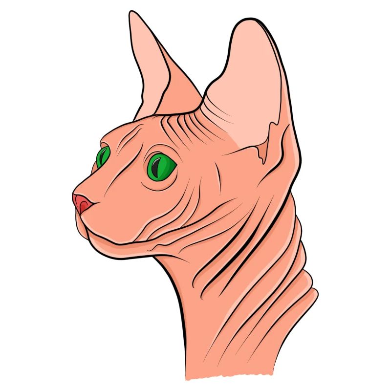 Sphynx Katze