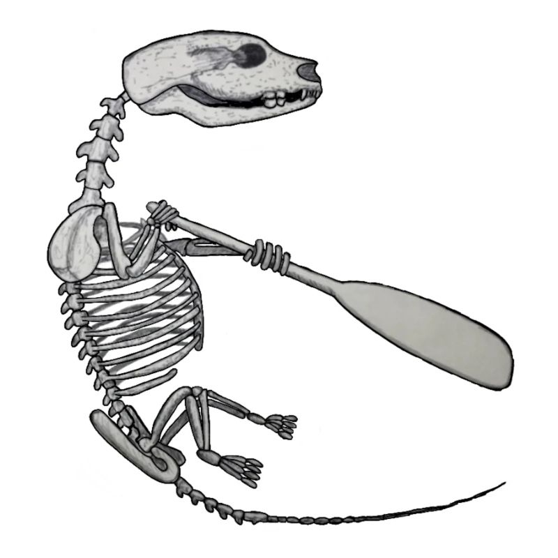 Skeleton Quentin