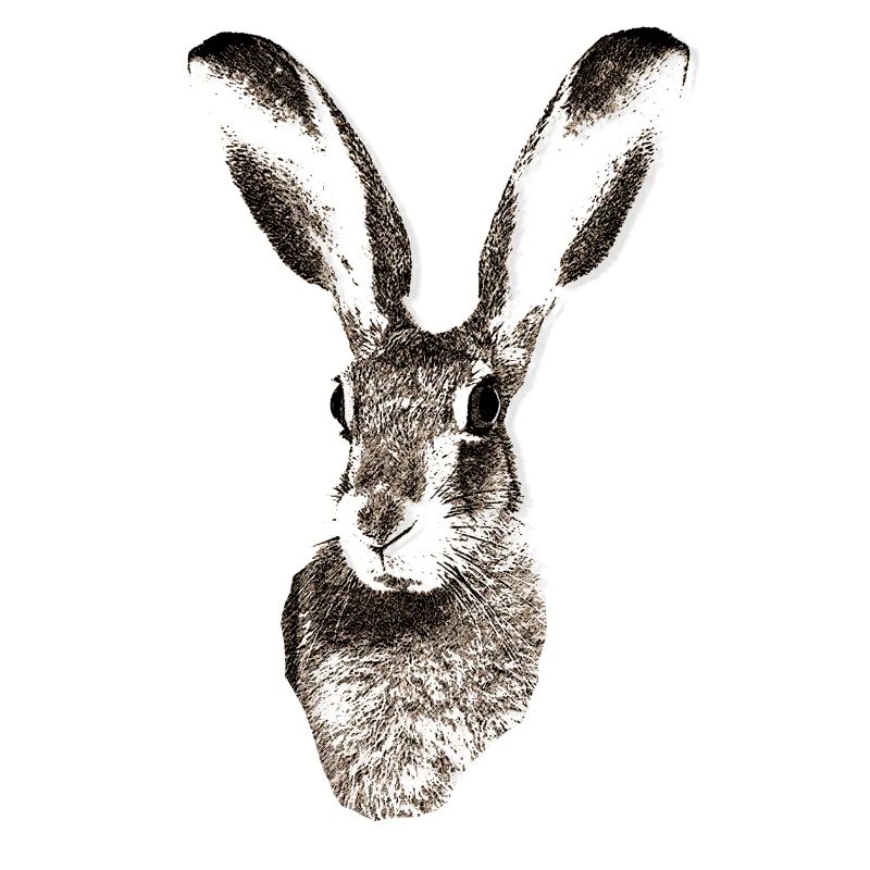Hase