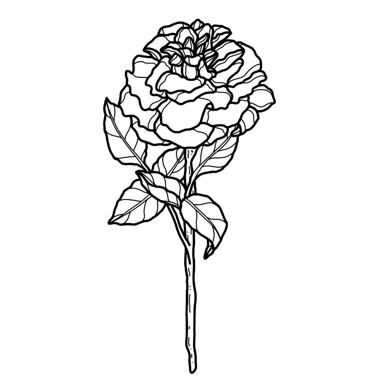 Blume Rose