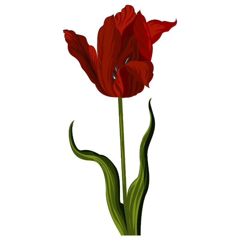 Rote Tulpe