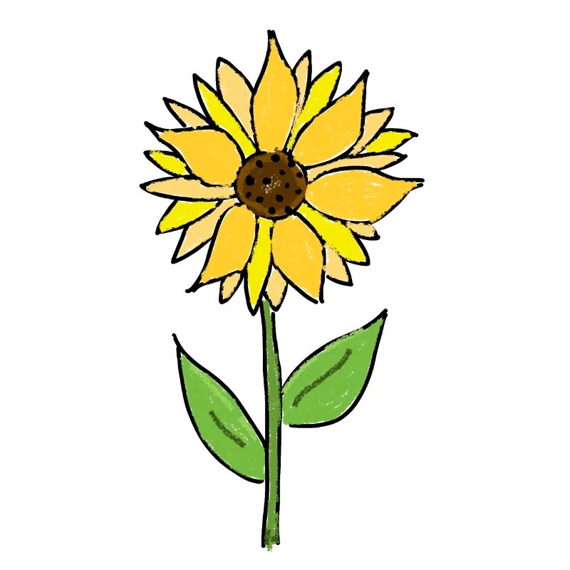 Sonnenblume