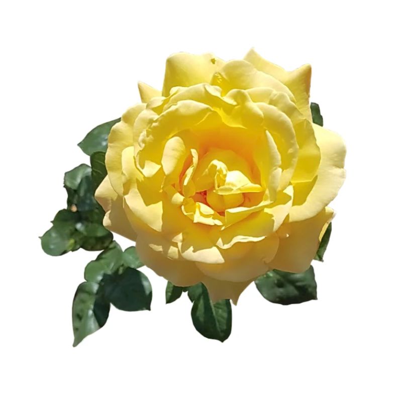 GELBE ROSE
