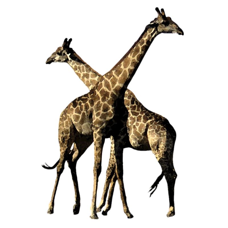 Giraffen