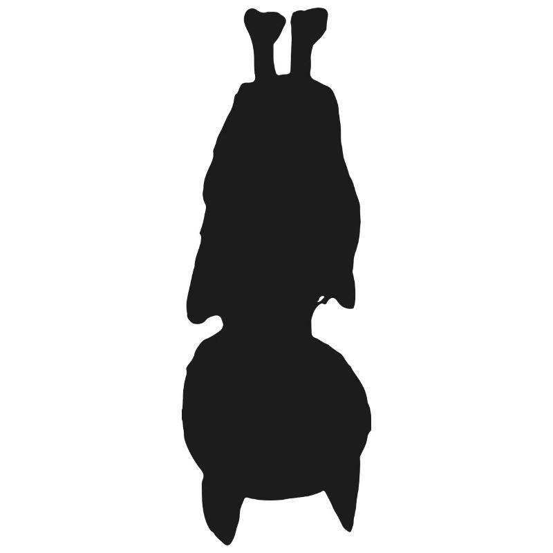Fledermaus