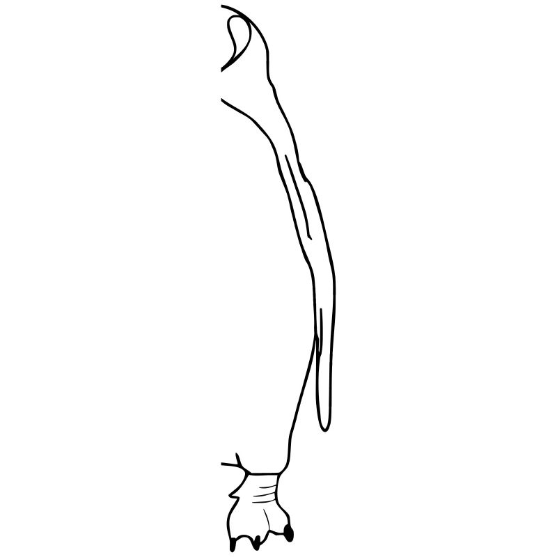 Pinguin Halb 2