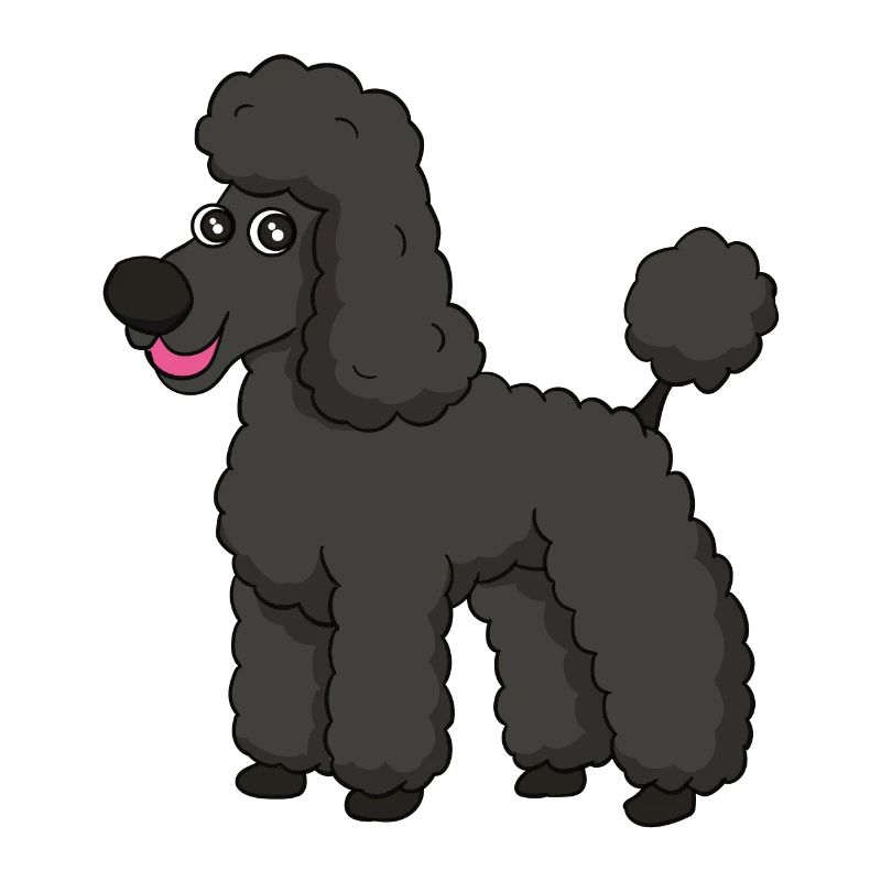 caniche doux