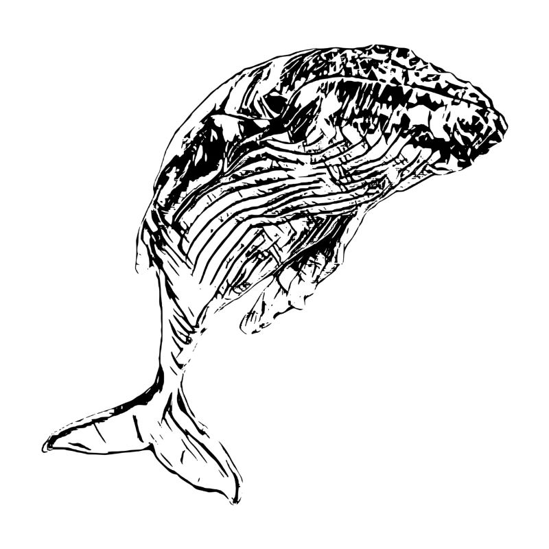 baleine
