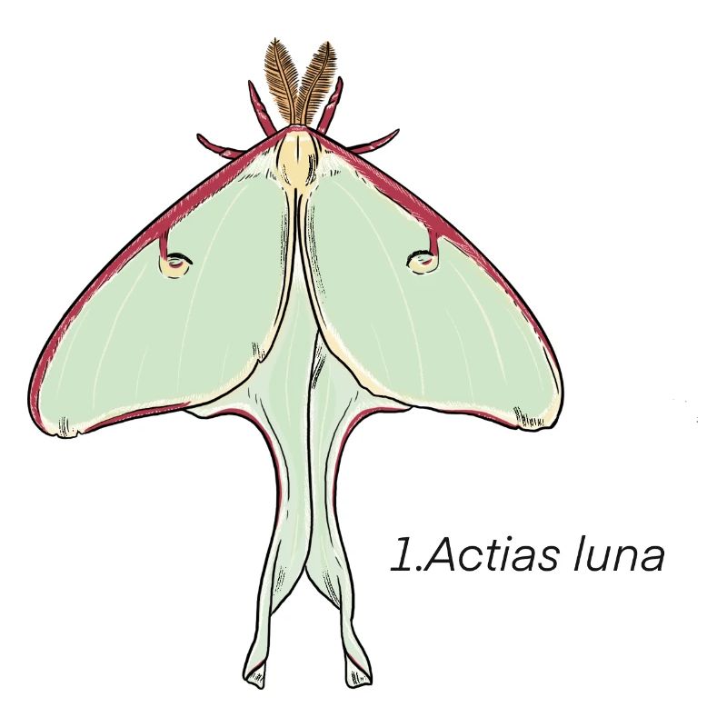papillon