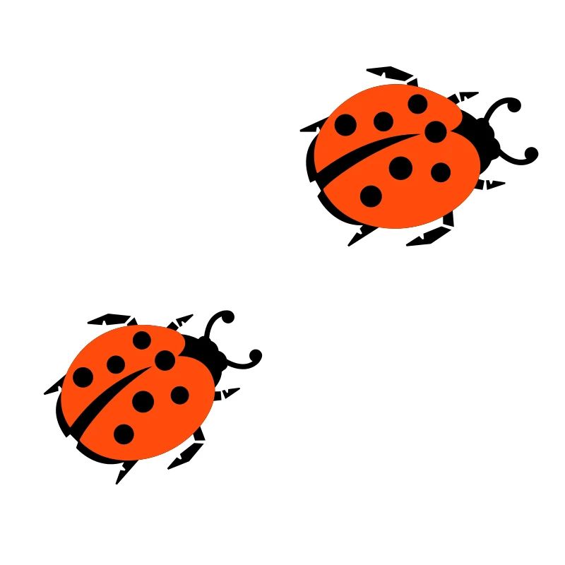 ladybug marienkaefer