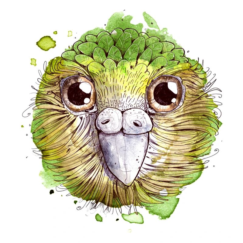 Kakapo Vogel