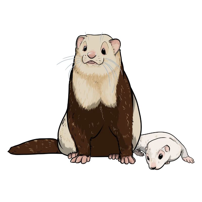 Chiot furet