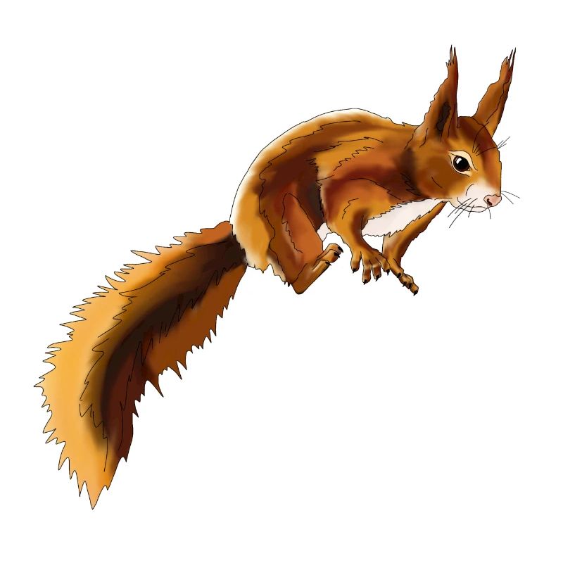 Eichhörnchen 1