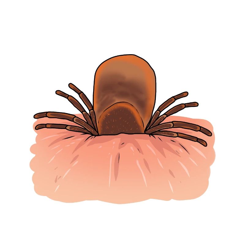 Zecca, zecche, parassiti, parassiti, insetti, disgusto