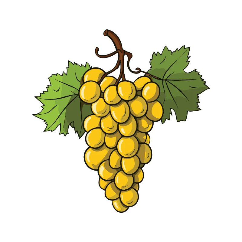 Weintrauben Frucht