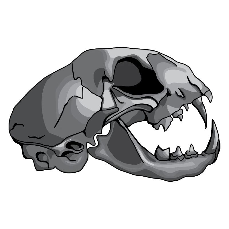 Katzenschädel