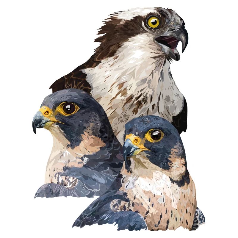 Raubvögel