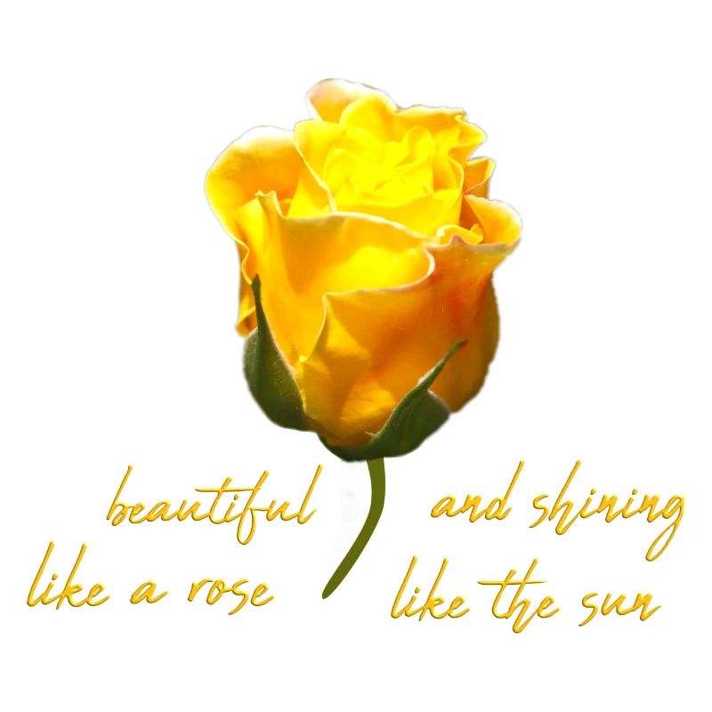 beautiful rose